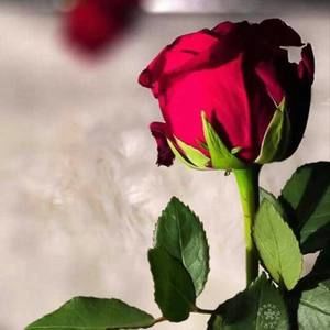 Meet your Posher, Salwa